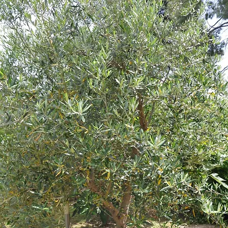 Charming With Seaview In A Gated Complex קריופיגי