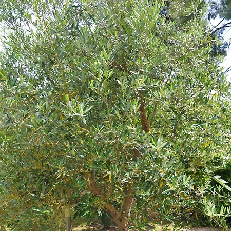 Charming With Seaview In A Gated Complex וילה